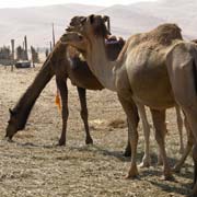 At a camel farm
